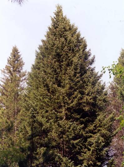 Photo of a douglas fir tree