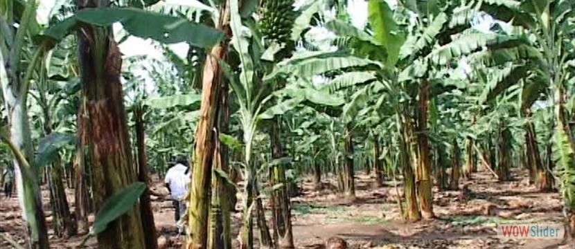 banana plantation