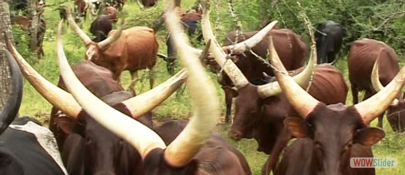 long horned cattle