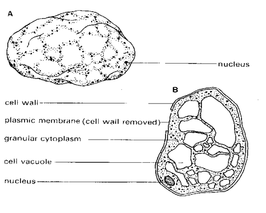 Image2